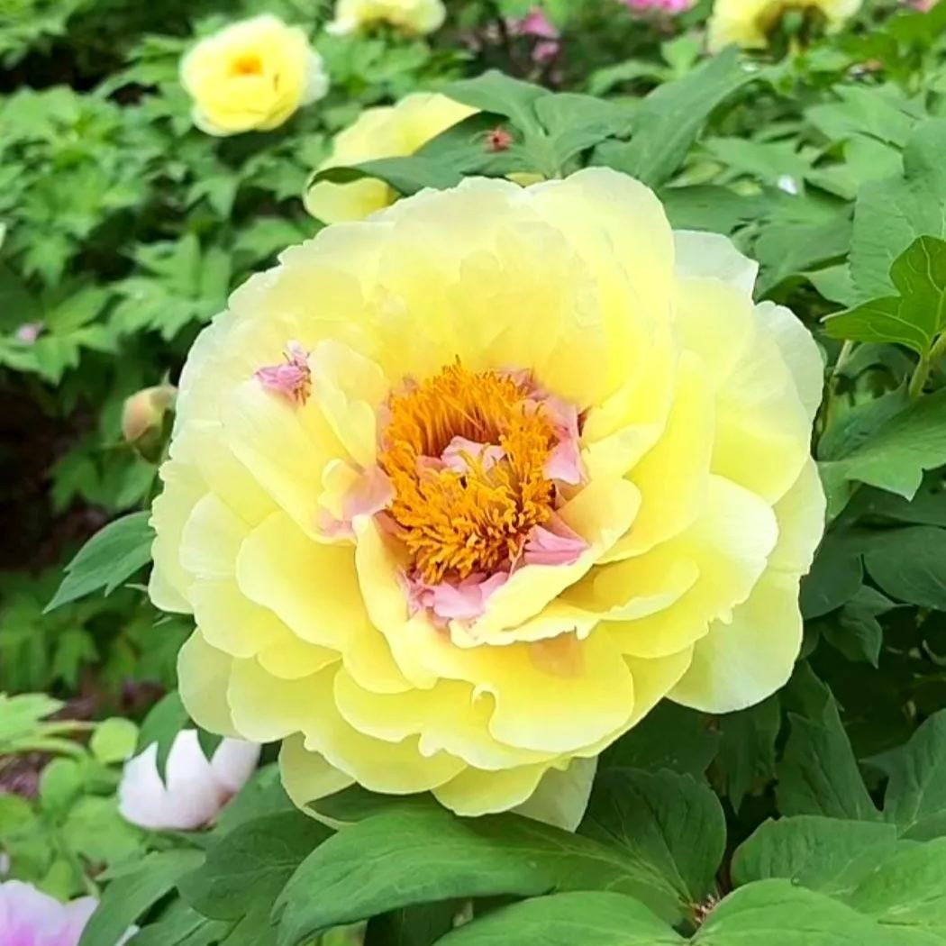 Crown Peony