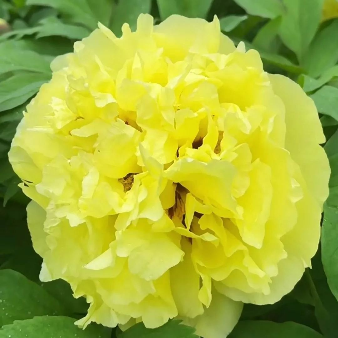 French Golden Peony