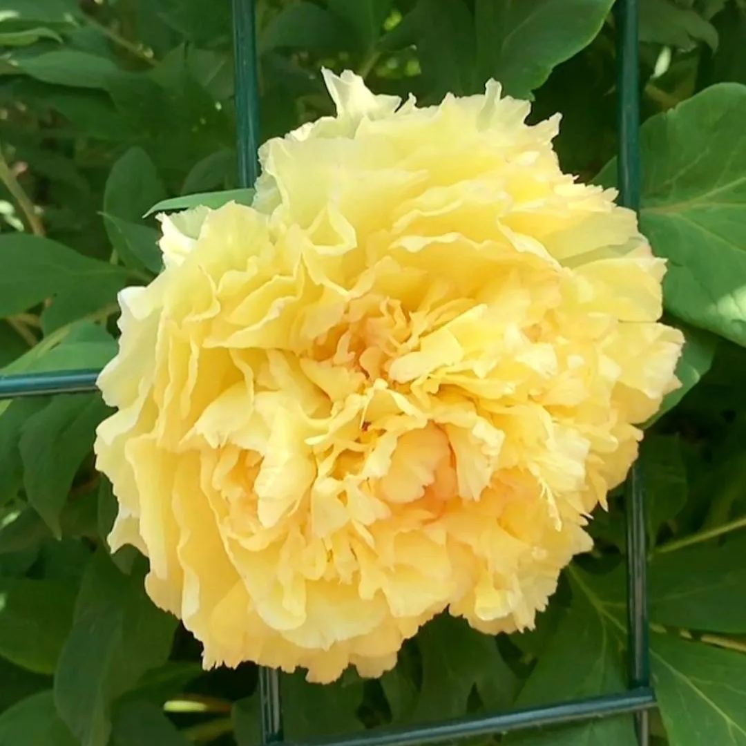 French Golden Peony