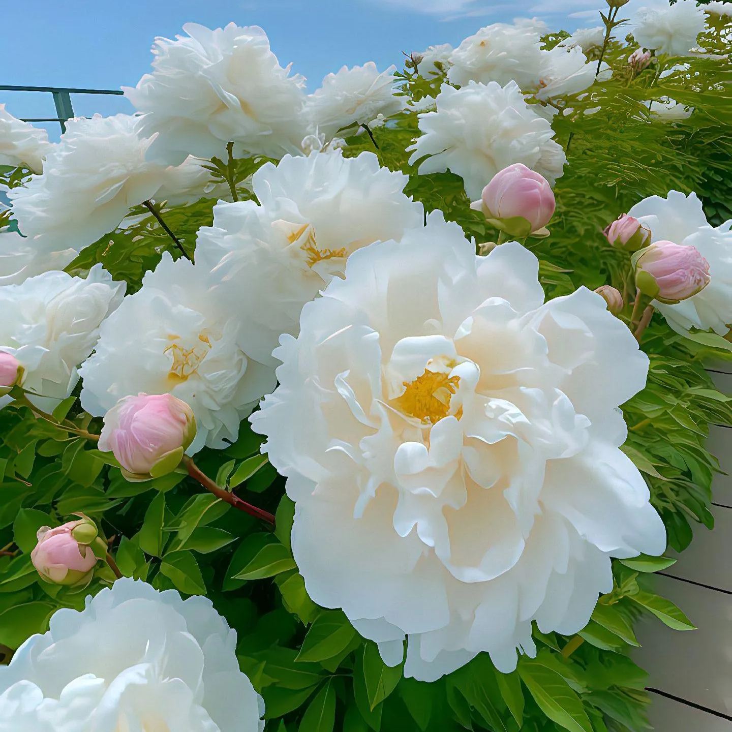 Snow White Peony