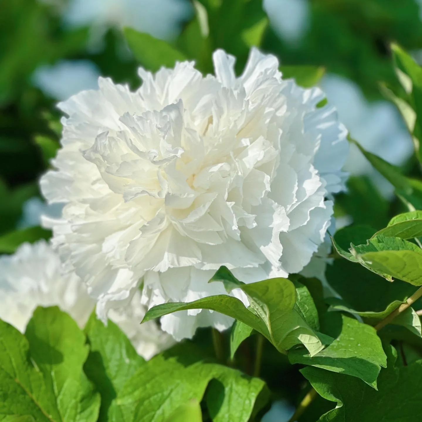 Kunshan Luminous Peony