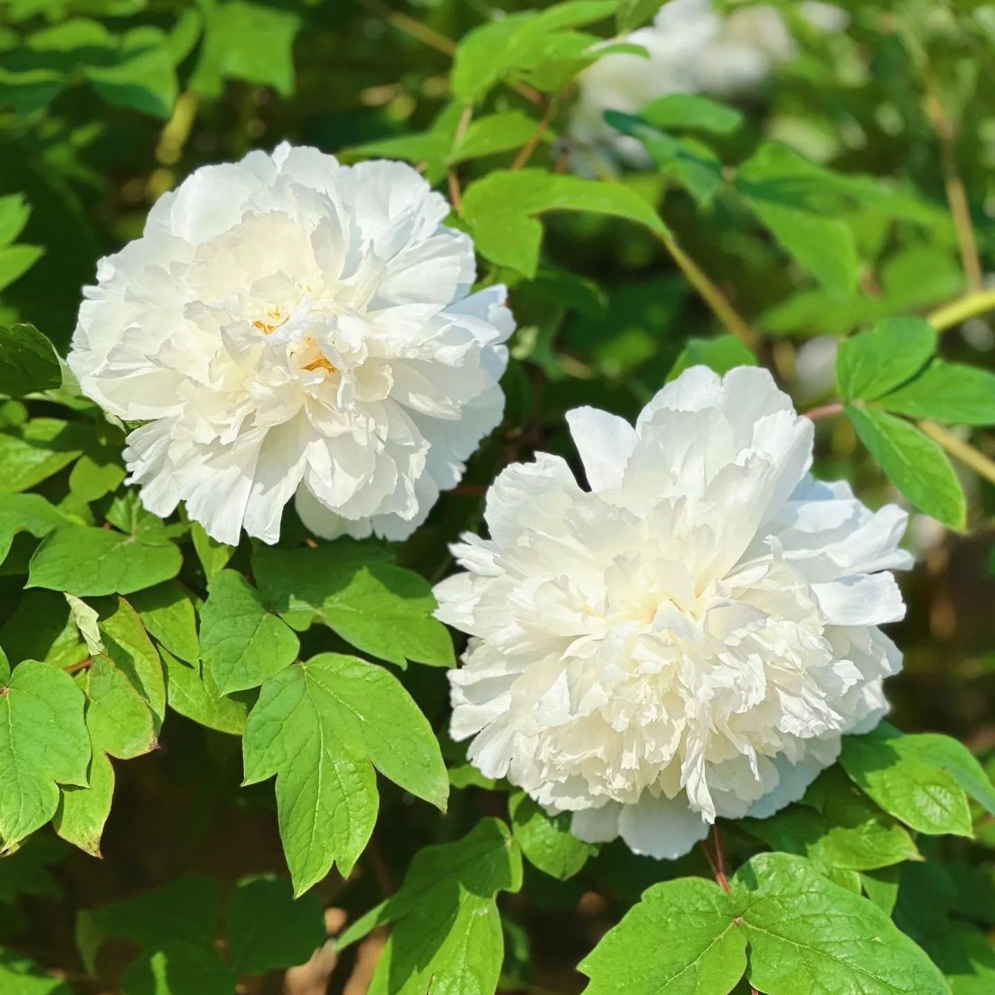 Kunshan Luminous Peony