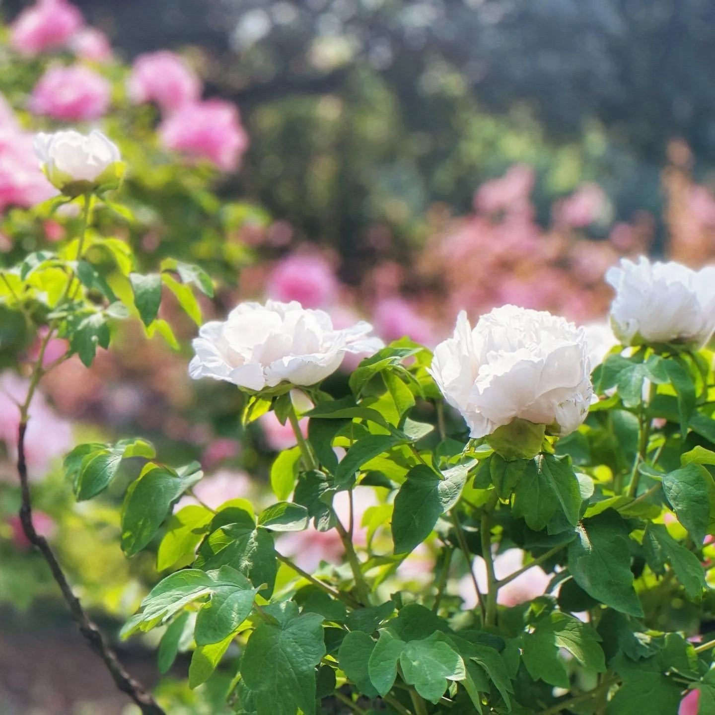 Kunshan Luminous Peony
