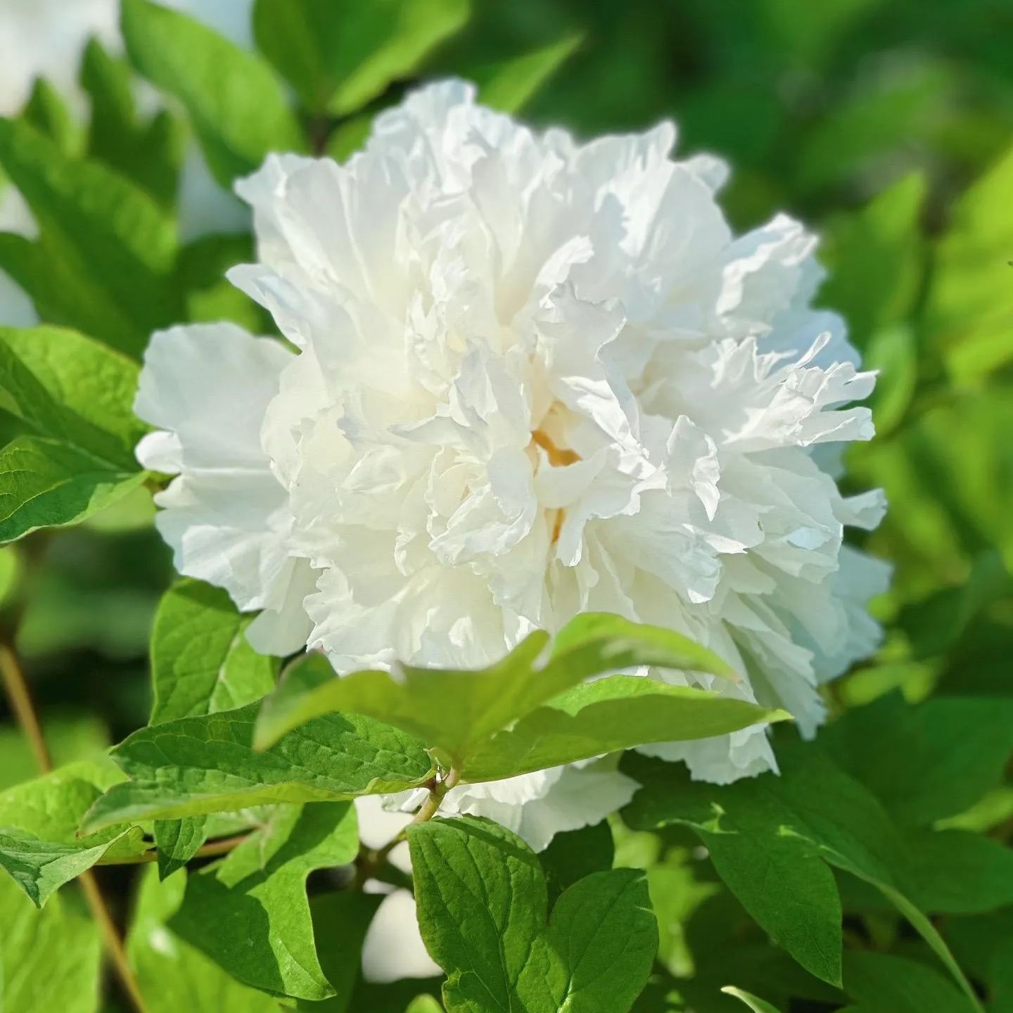 Kunshan Luminous Peony