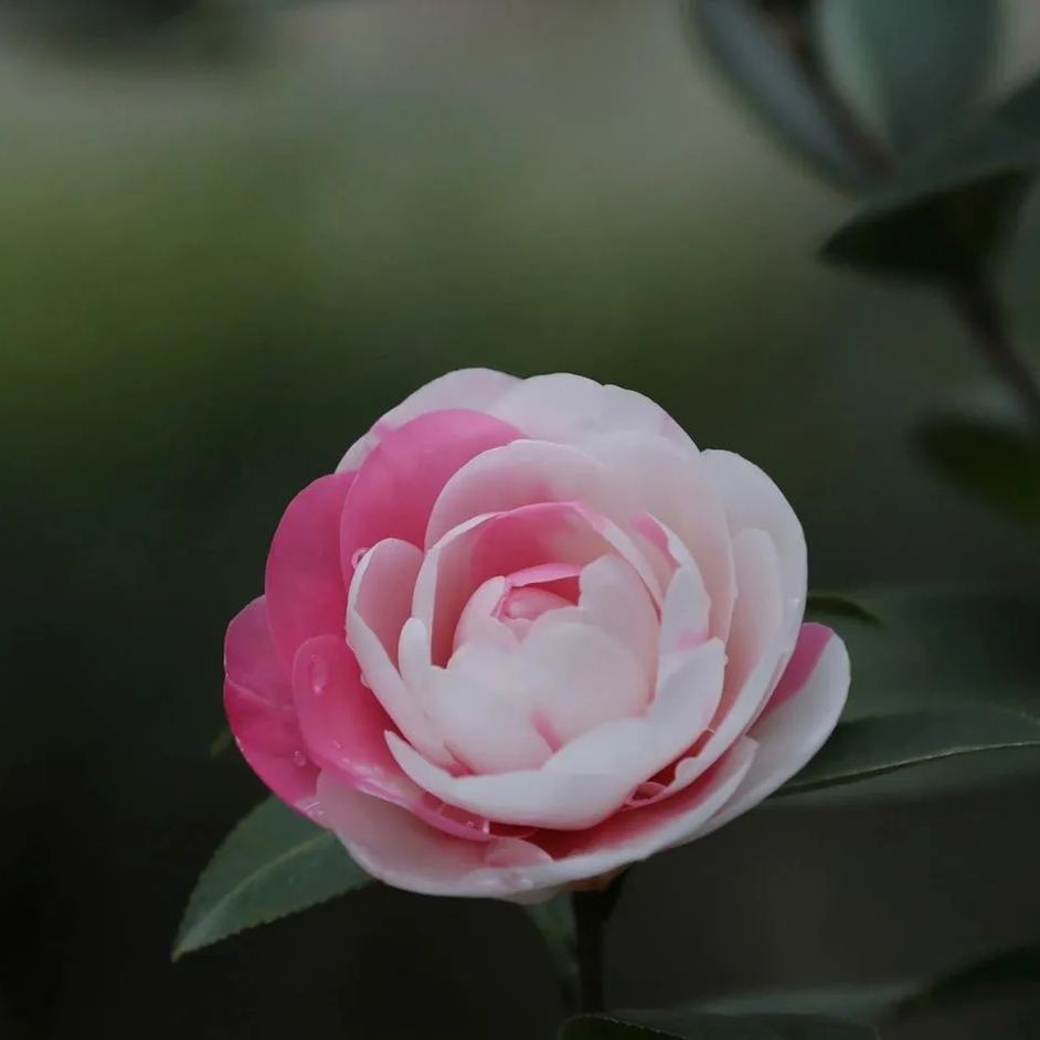 Spotted Waterhouse Camellia