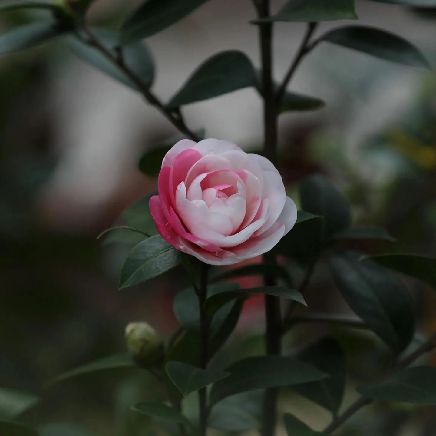 Spotted Waterhouse Camellia