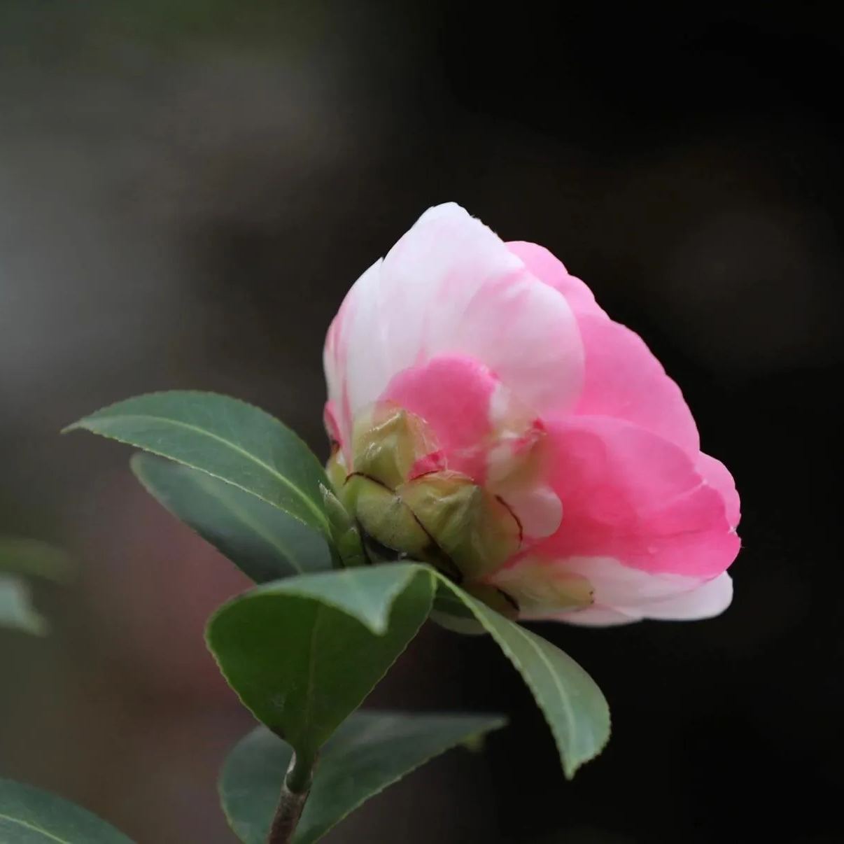 Spotted Waterhouse Camellia