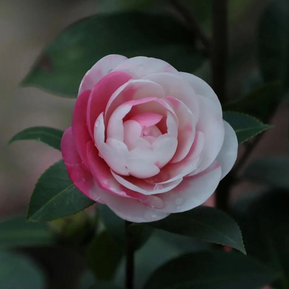 Spotted Waterhouse Camellia