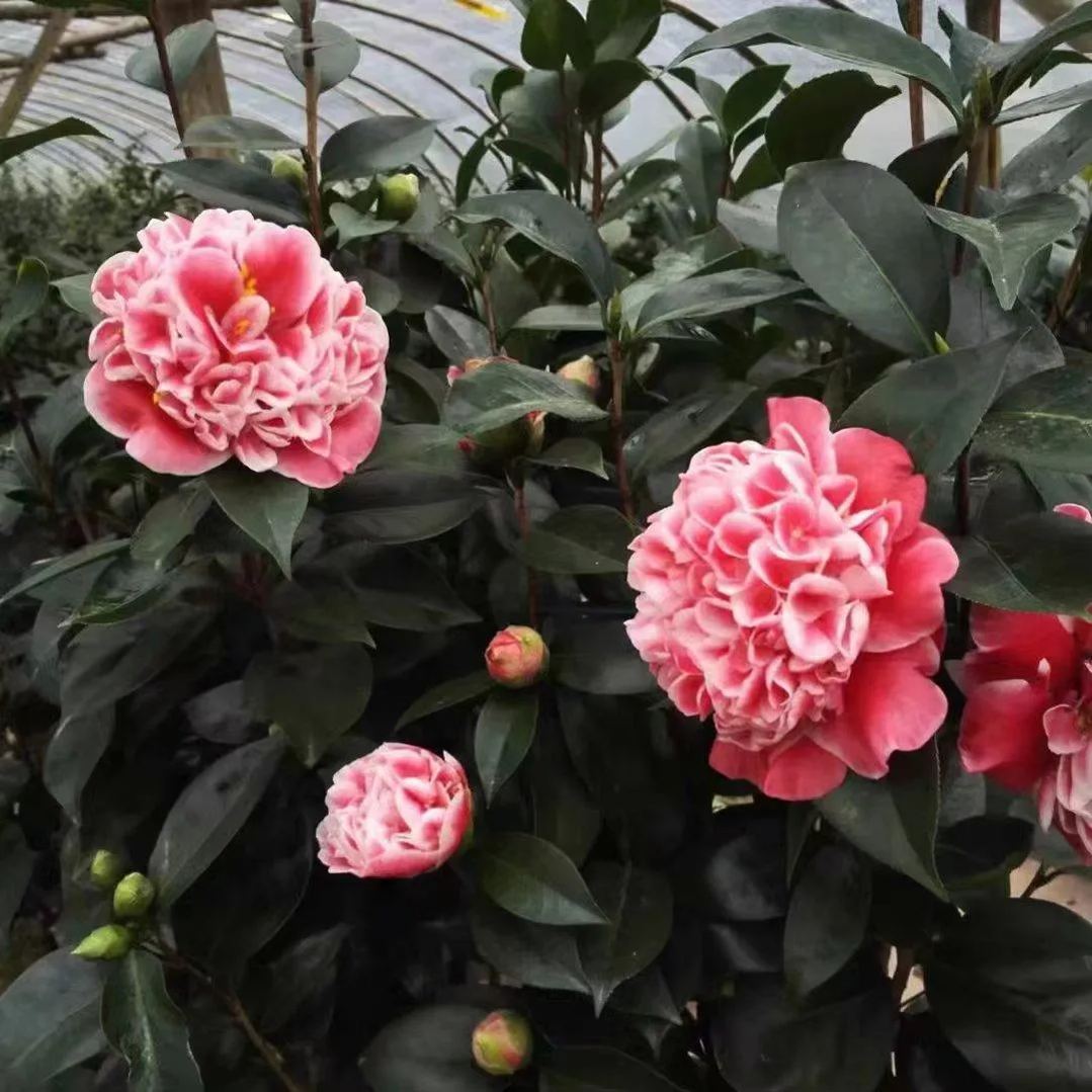 Dragon Fire Pearl Camellia