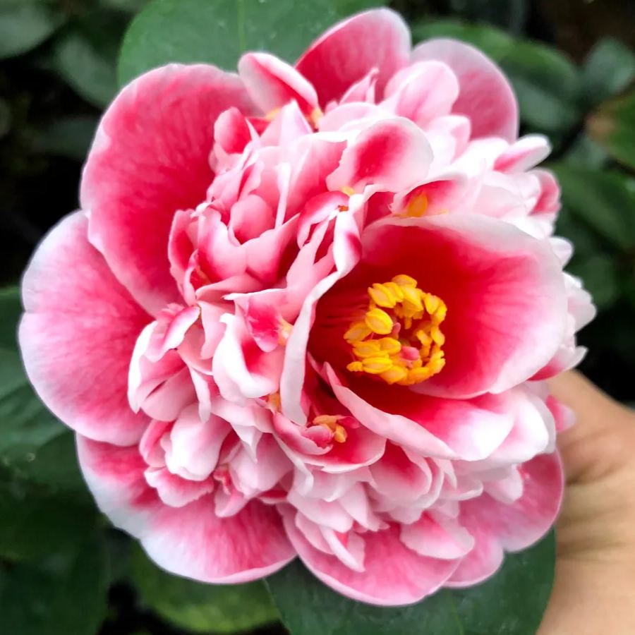 Dragon Fire Pearl Camellia