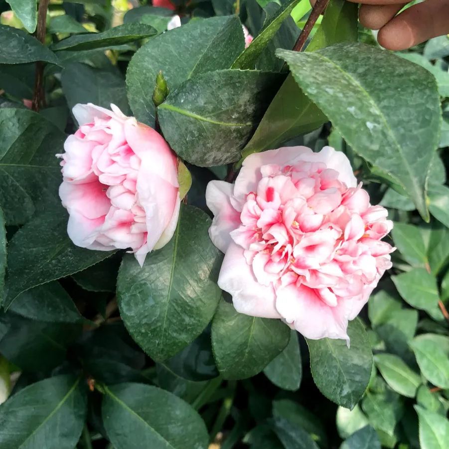 Dragon Fire Pearl Camellia