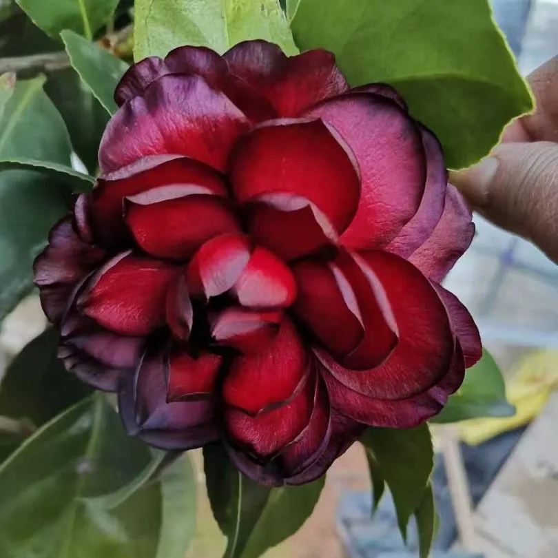 Mochuan Camellia