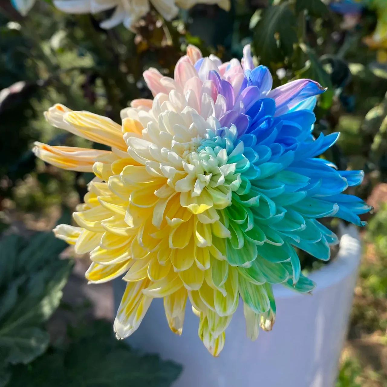 Rainbow Chrysanthemum Seeds