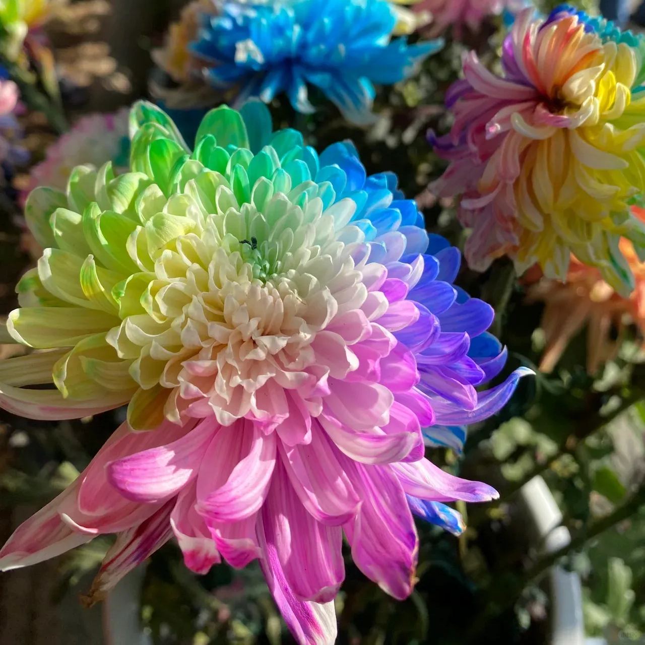 Rainbow Chrysanthemum Seeds