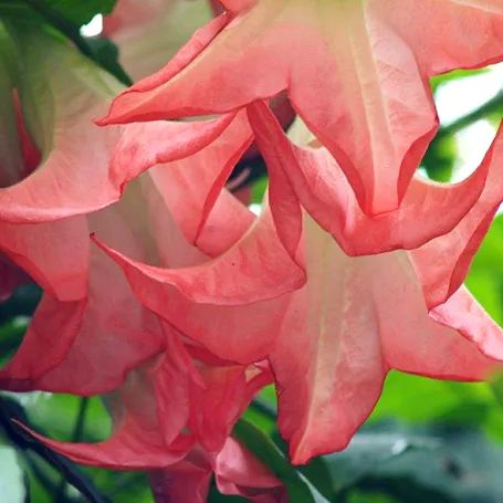 Red Flowering Mandevilla