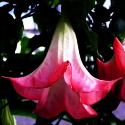 Red Flowering Mandevilla