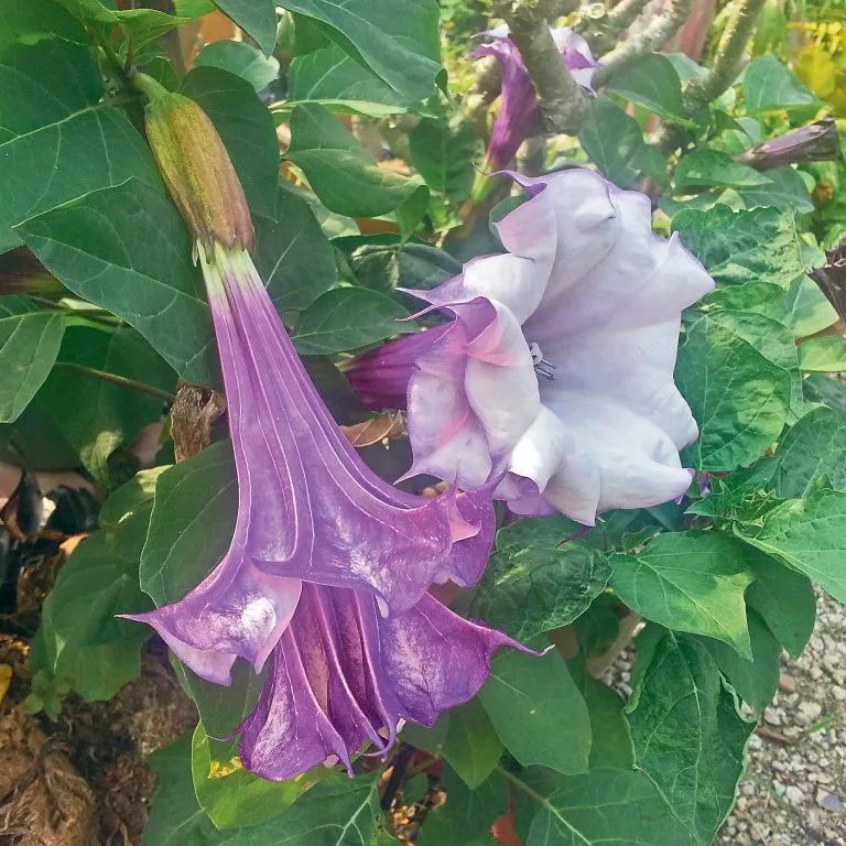  Purple flowering mandarins