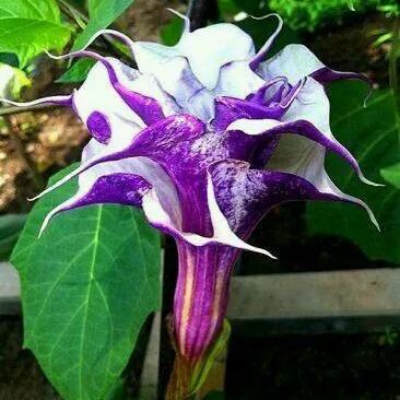  Purple flowering mandarins