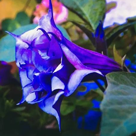  Blue Flowering Mandala