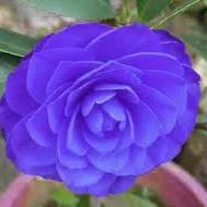 Dark Blue Purple Camellia