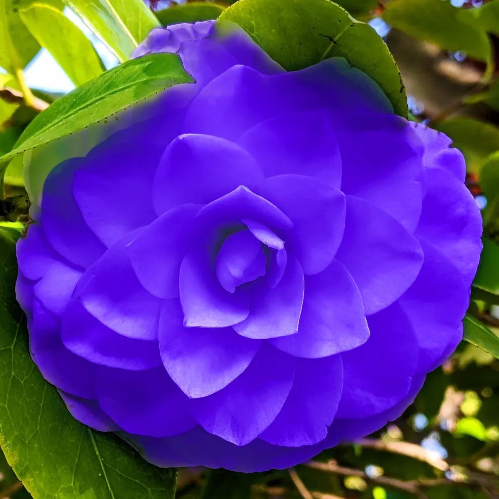 Dark Blue Purple Camellia