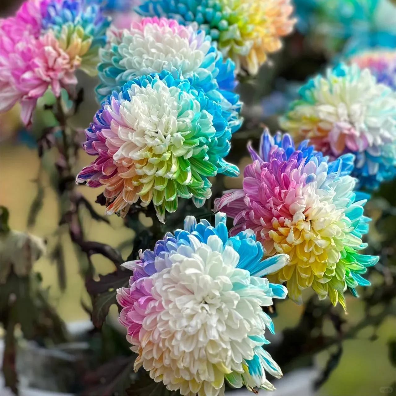 Rainbow Chrysanthemum Seeds