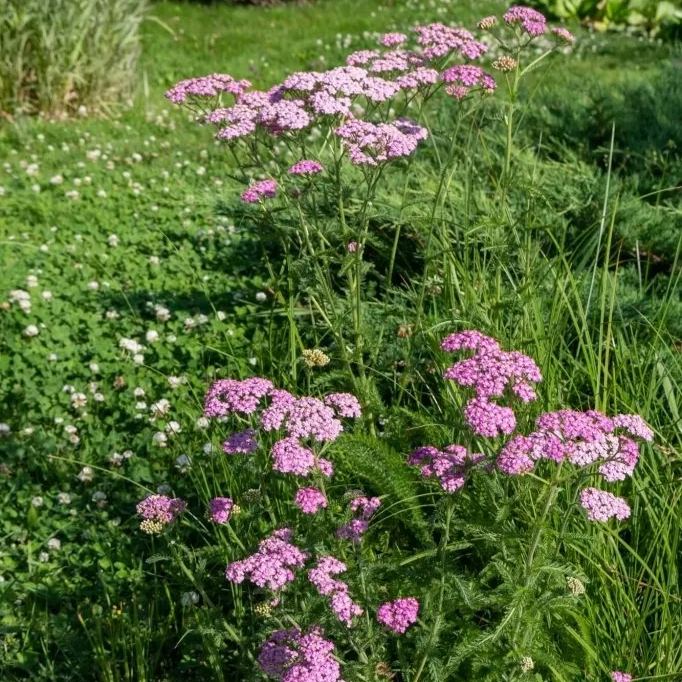Yarrow - Cerise Queen seeds