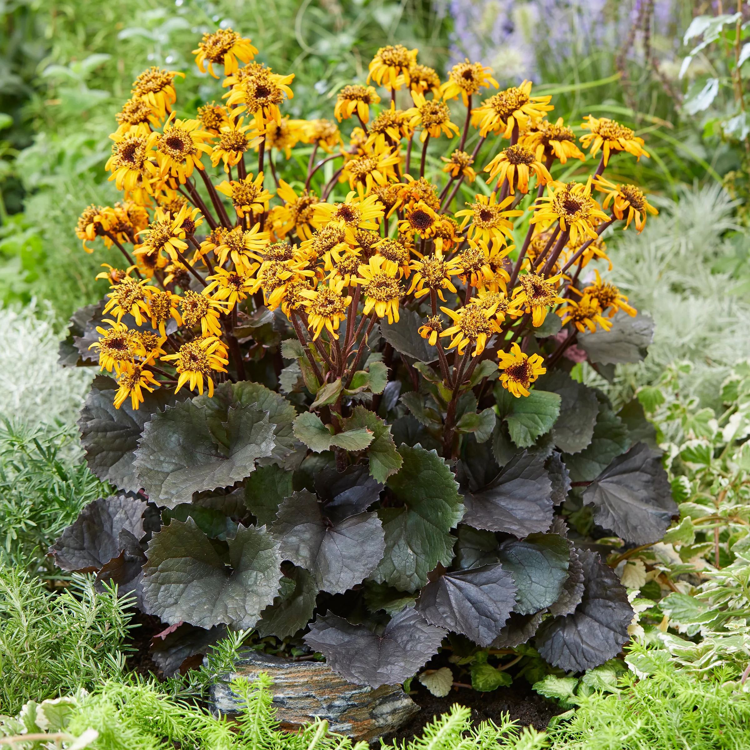 Ligularia 'Pandora'