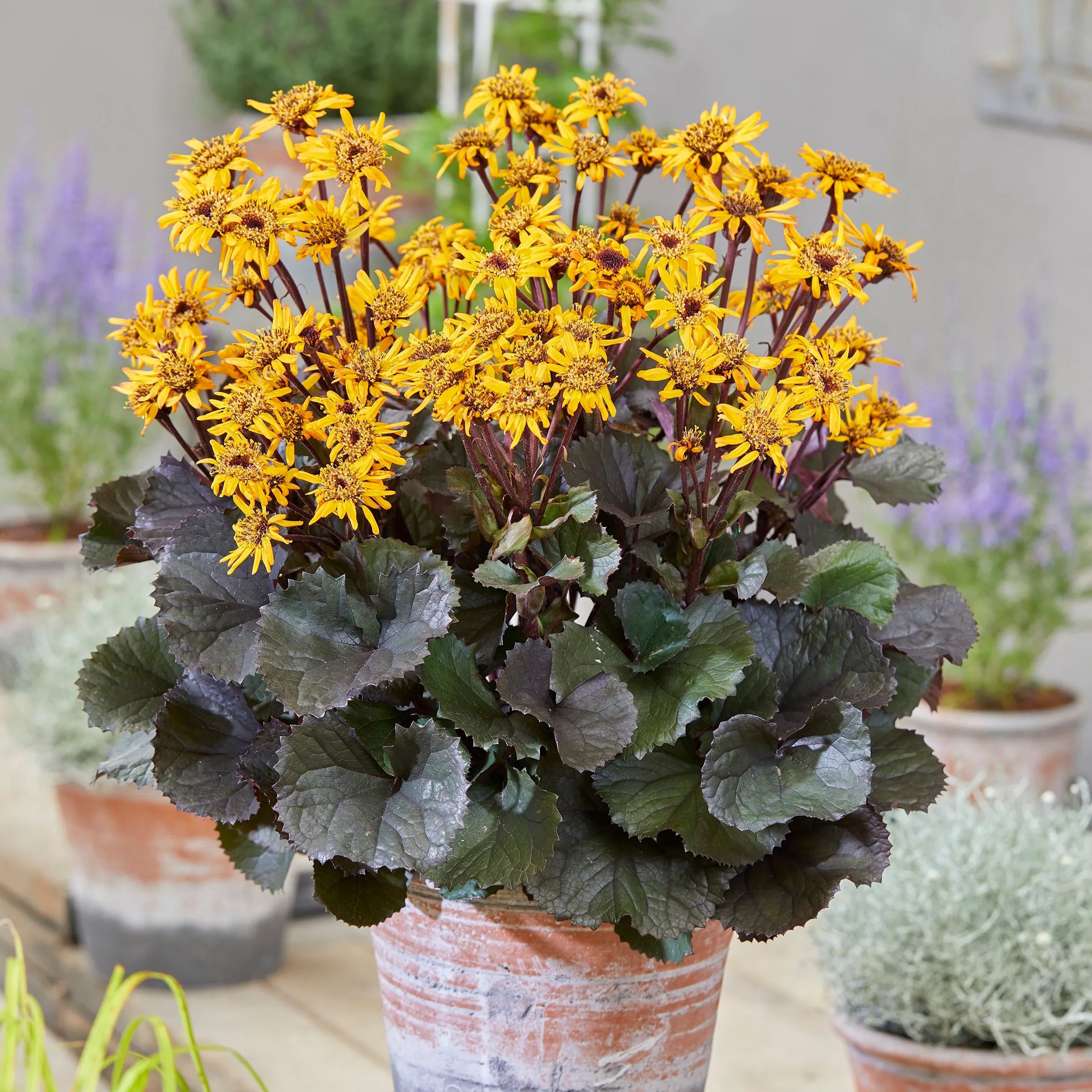 Ligularia 'Pandora'