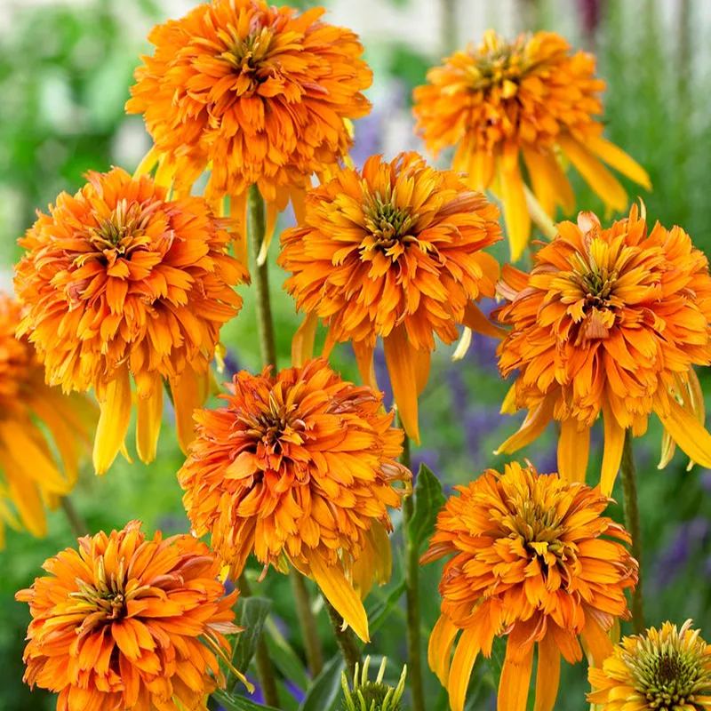 Echinacea 'Marmalade'