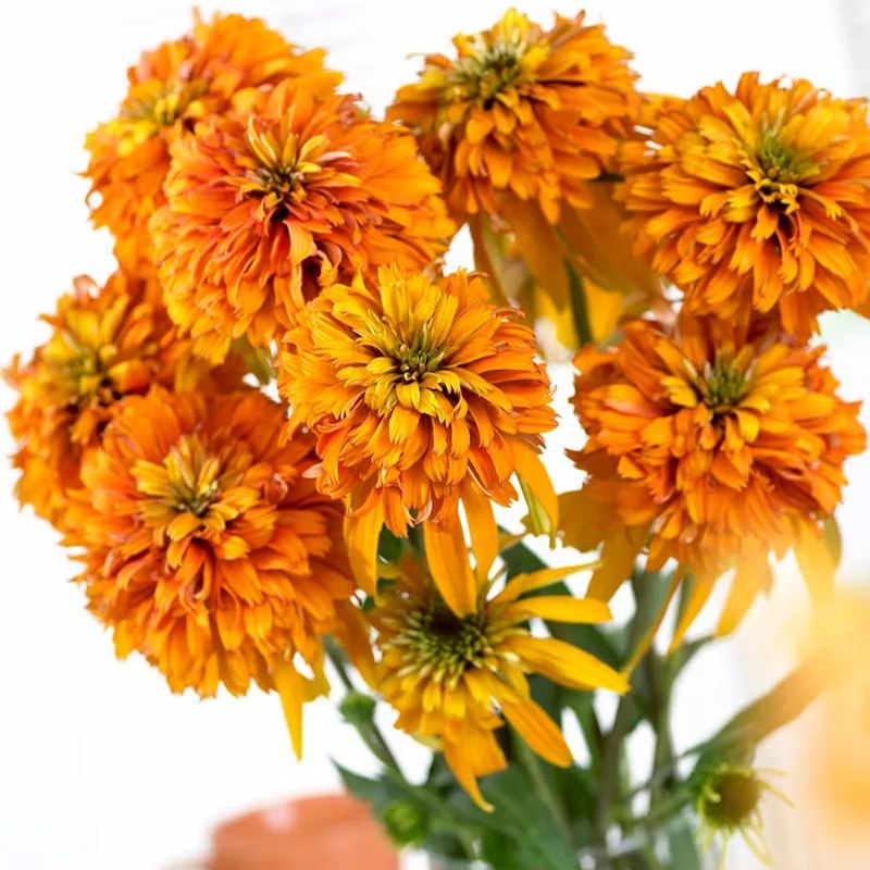 Echinacea 'Marmalade'