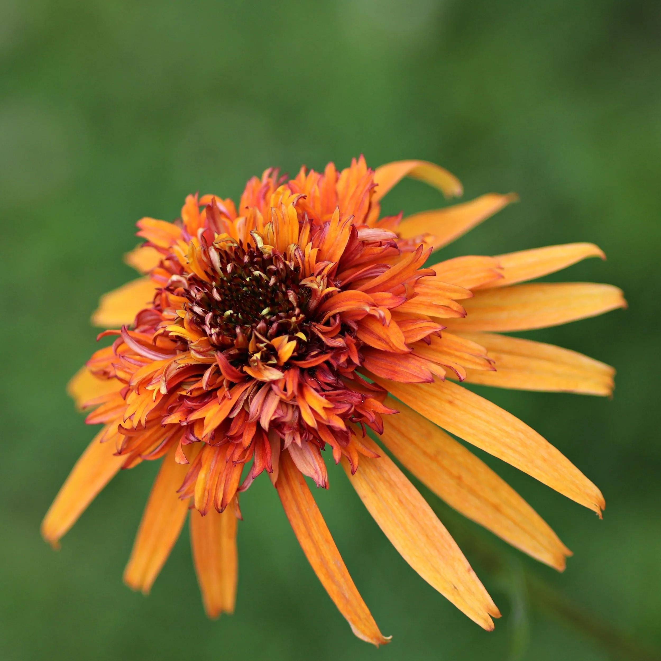 Echinacea 'Marmalade'