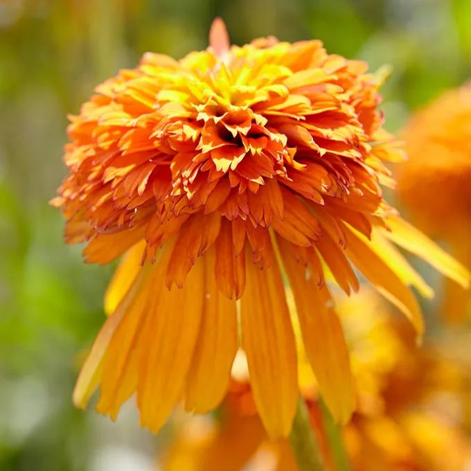 Echinacea 'Marmalade'