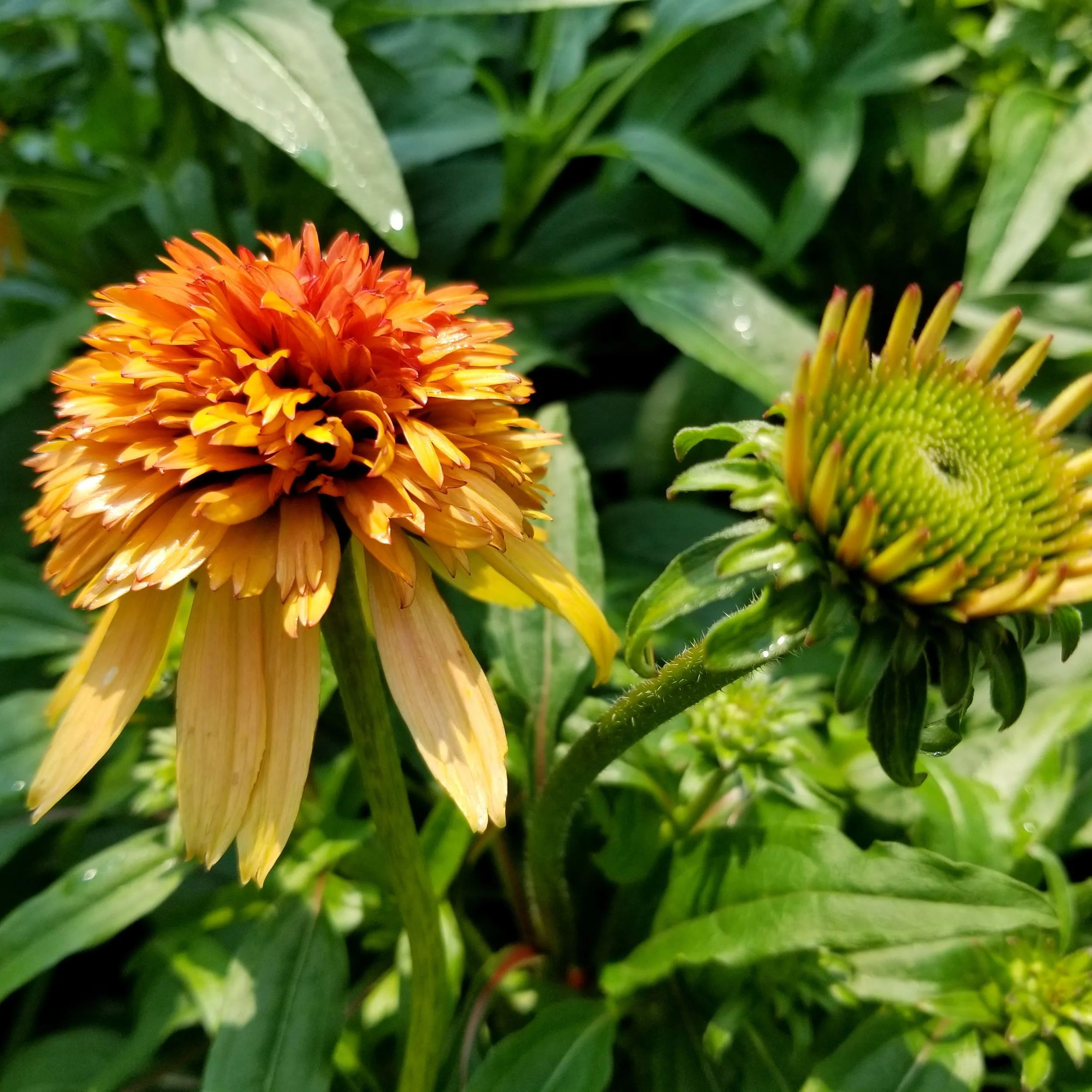 Echinacea 'Marmalade'