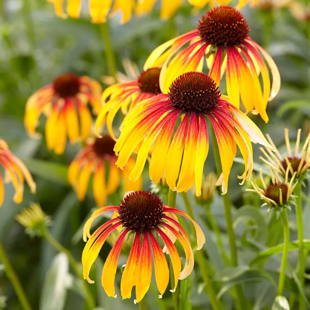 Echinacea 'Parrot'