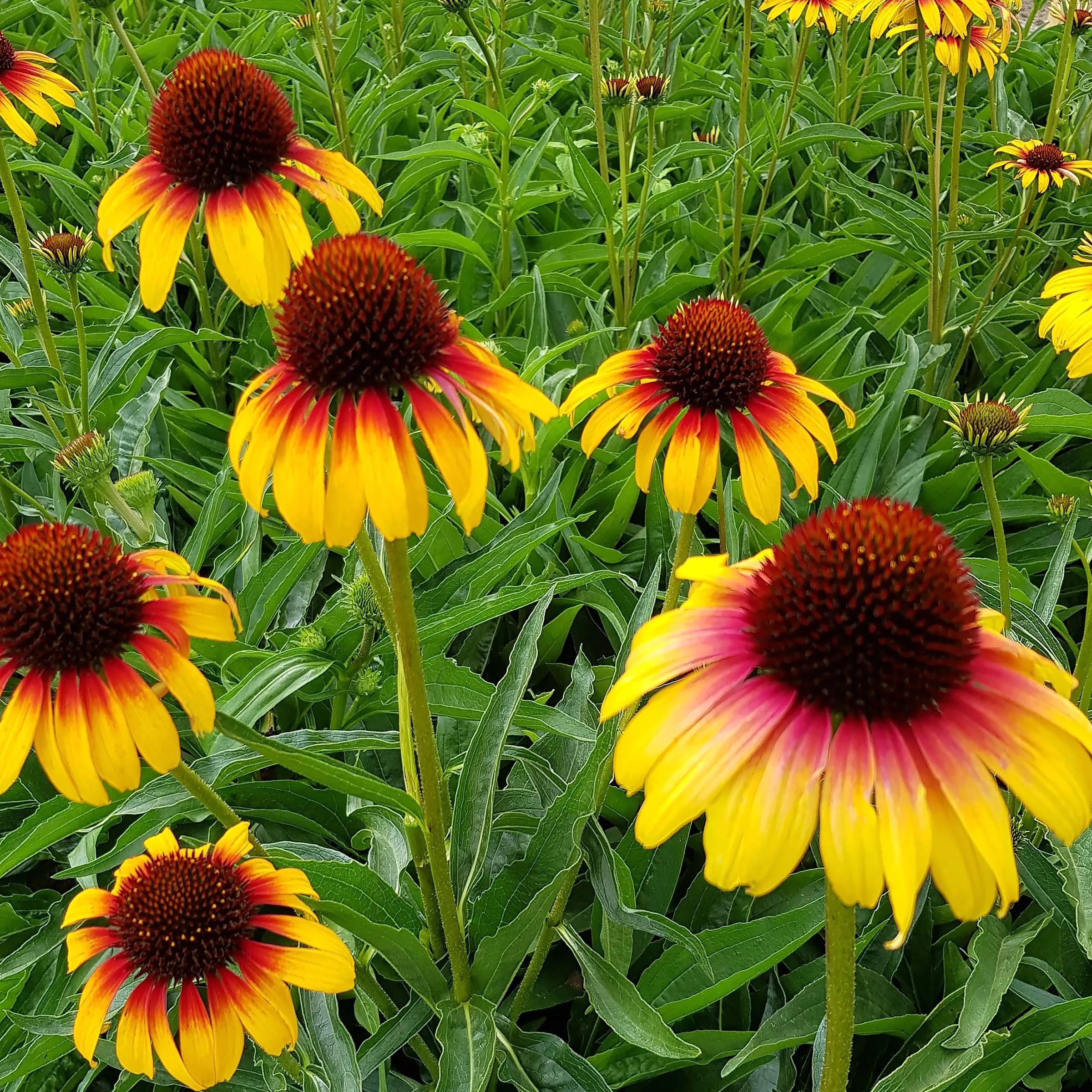 Echinacea 'Parrot'