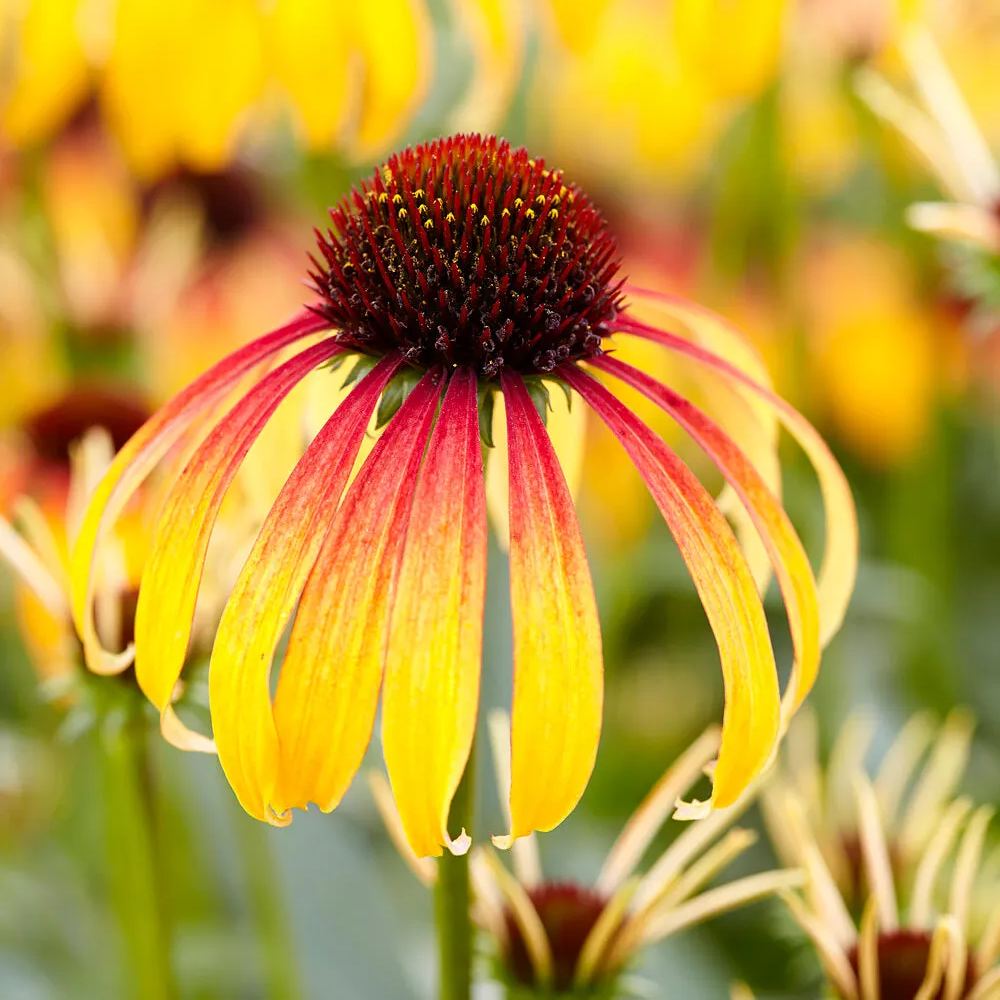Echinacea 'Parrot'