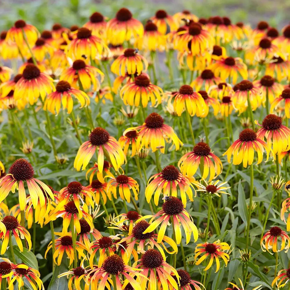 Echinacea 'Parrot'