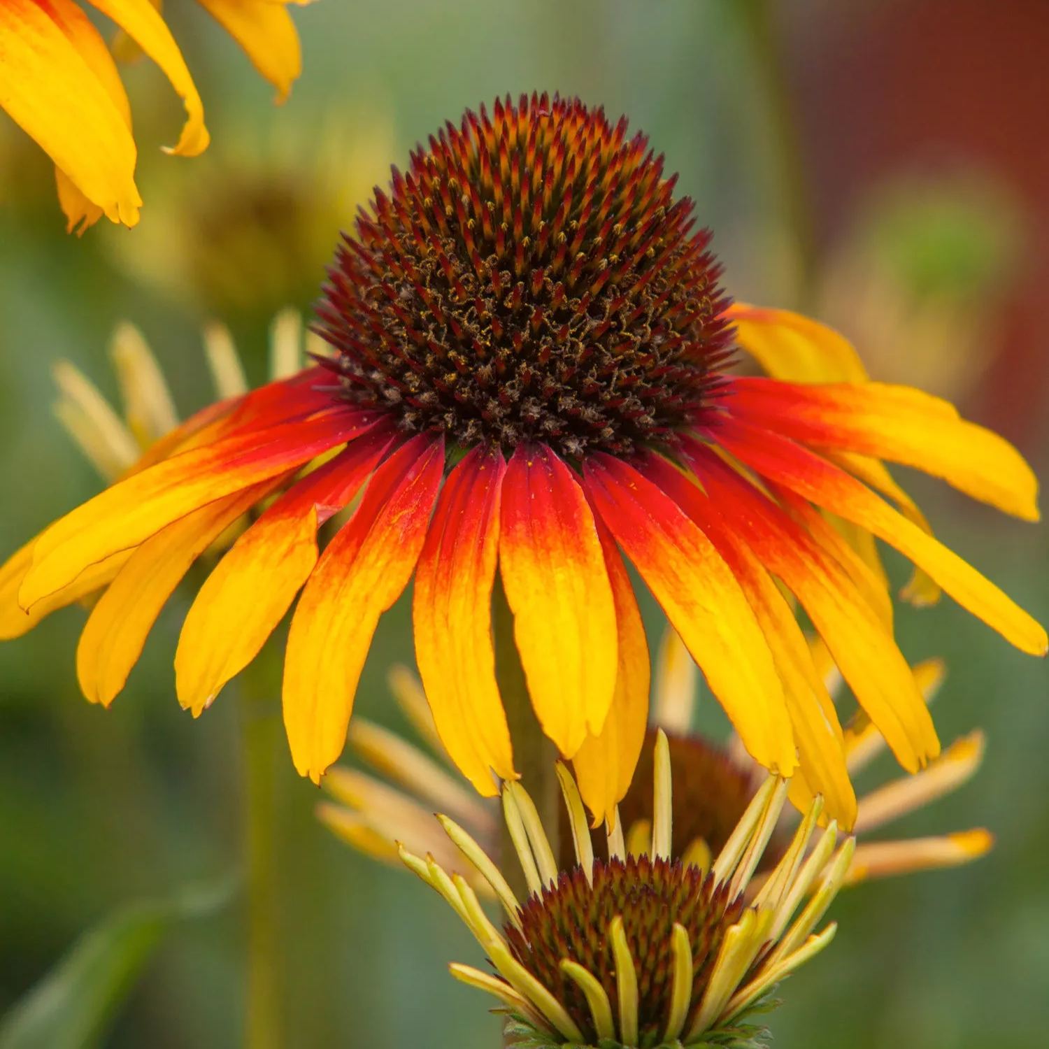 Echinacea 'Parrot'