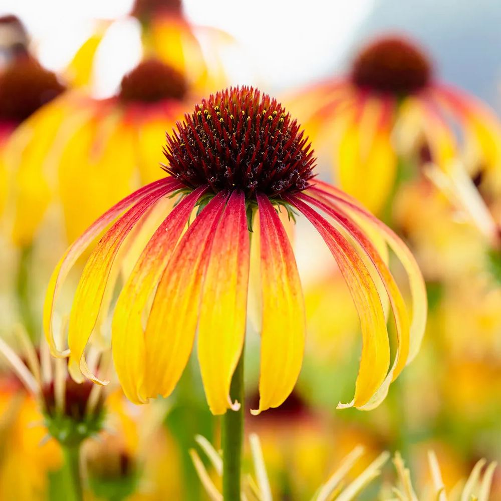 Echinacea 'Parrot'