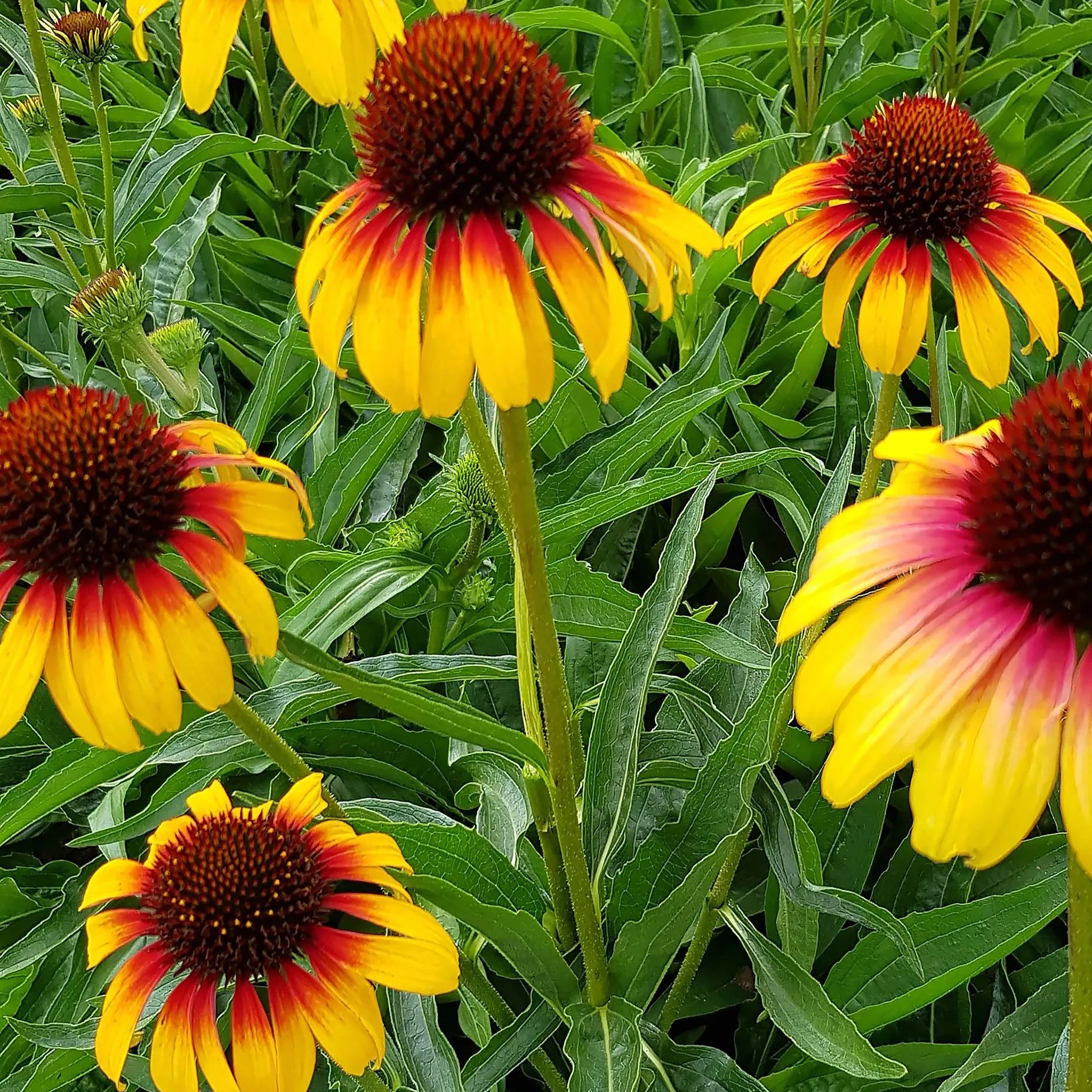 Echinacea 'Parrot'
