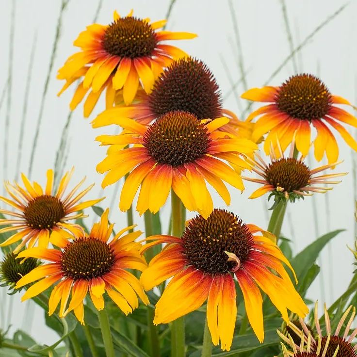 Echinacea 'Parrot'