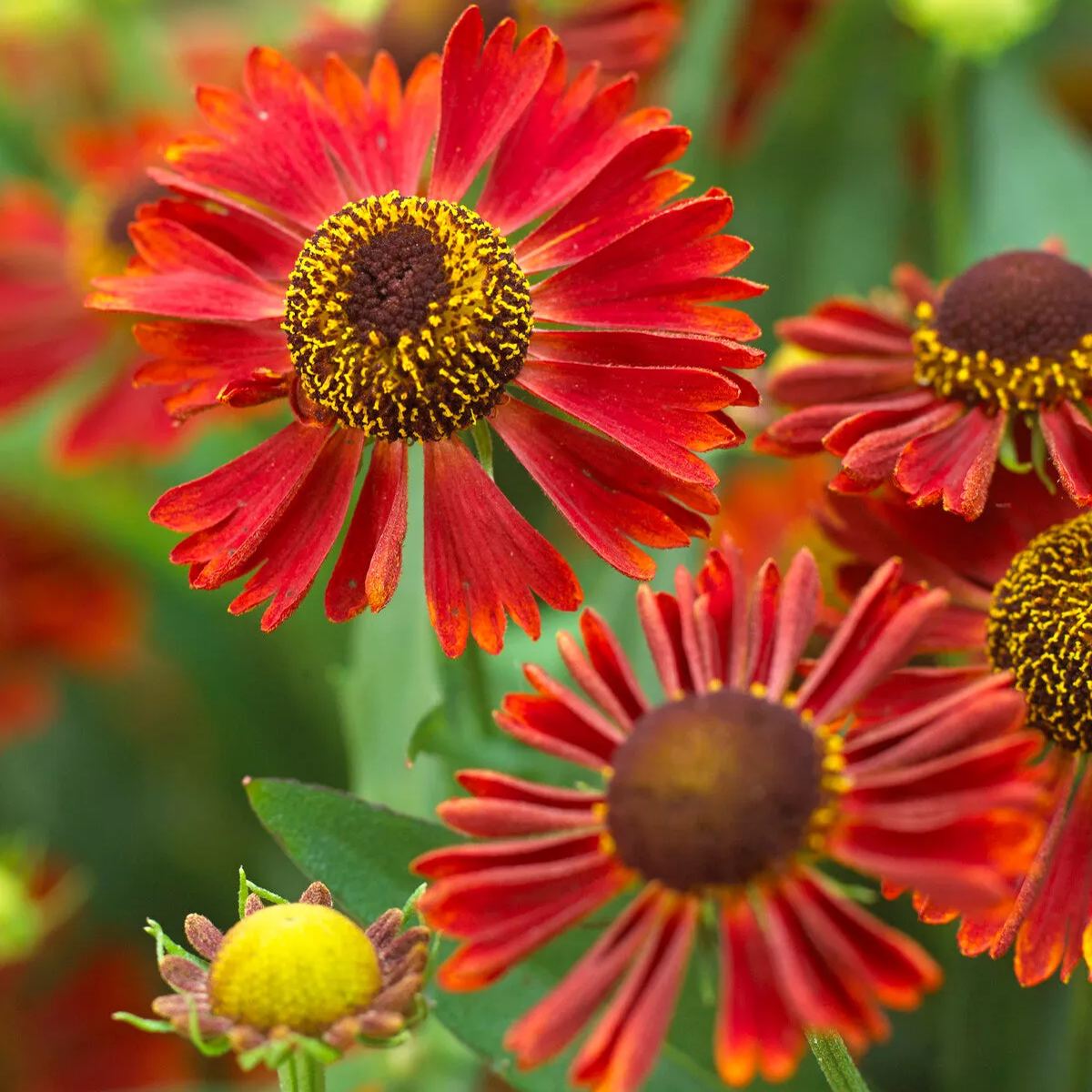 Helenium 'Siesta'