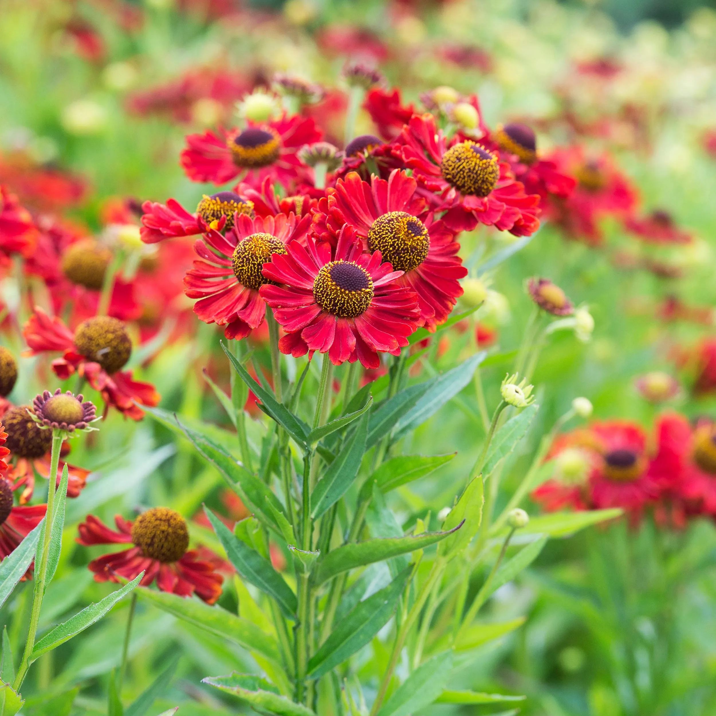 Helenium 'Siesta'