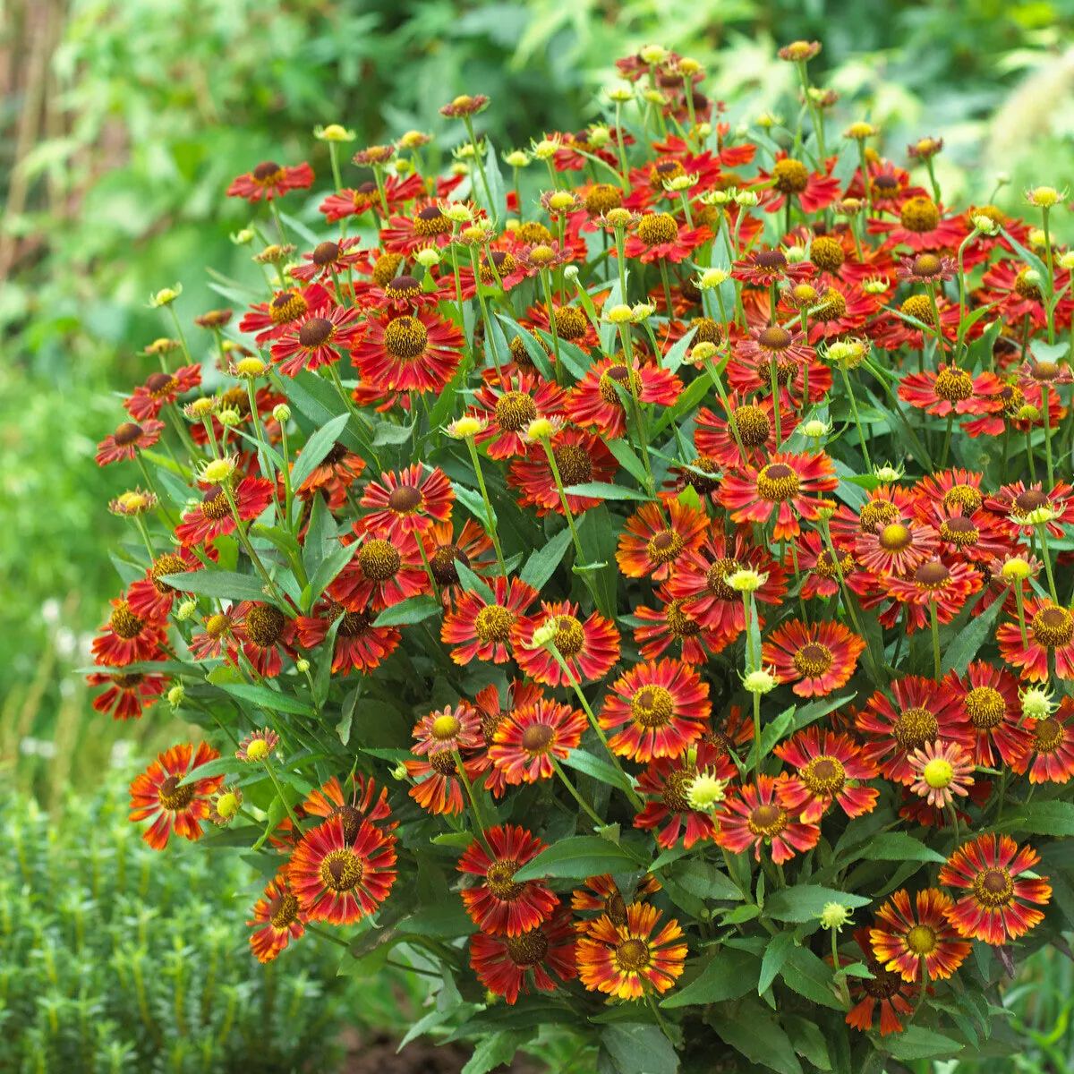 Helenium 'Siesta'