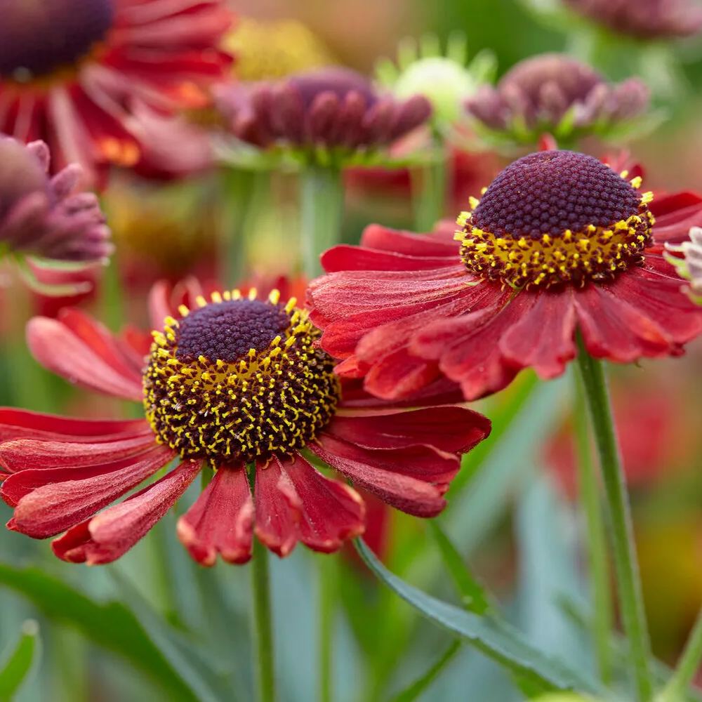 Helenium 'Siesta'