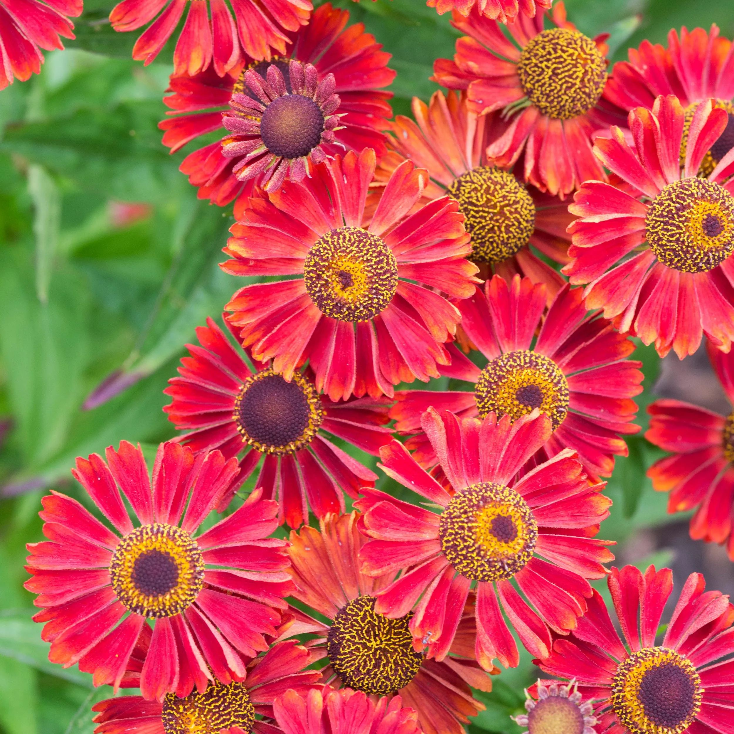 Helenium 'Siesta'