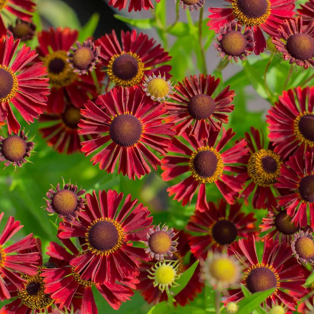 Helenium 'Siesta'
