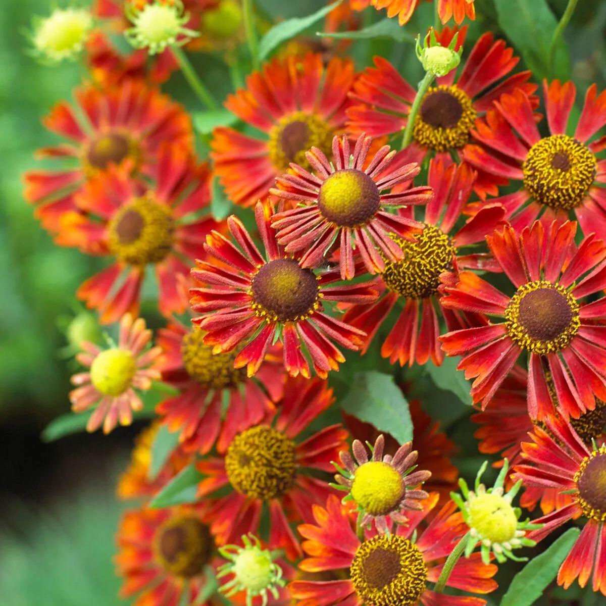 Helenium 'Siesta'