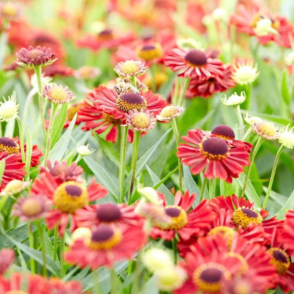 Helenium 'Siesta'